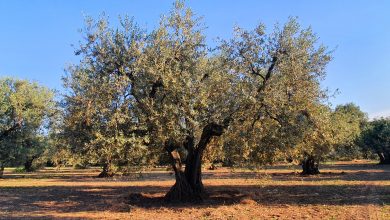 Photo of Turismo dell’olio, intesa tra GAL Daunia Rurale 2020 e Consorzio Olio EVO